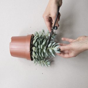 How to propagate cactus and succulent plants. Process photo.