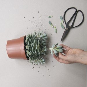 How to propagate your cactus or succulent plants. Photo