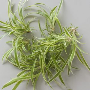 Propagation of cuttings in water - Spider plant