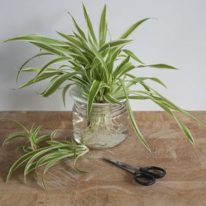 Propagation of cuttings in water - Spider plant. Step 2. Photo
