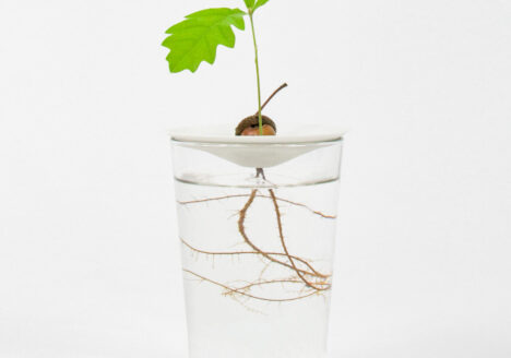 A little acorn growing leaves and roots in the water. Sprout your acorn using our tutorial and let it grow on our porcelain germination plate for a beautiful floating forest.
