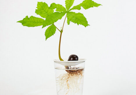 A sprouted horse chestnut growing with the roots in water on a germination plate by Botanopia.