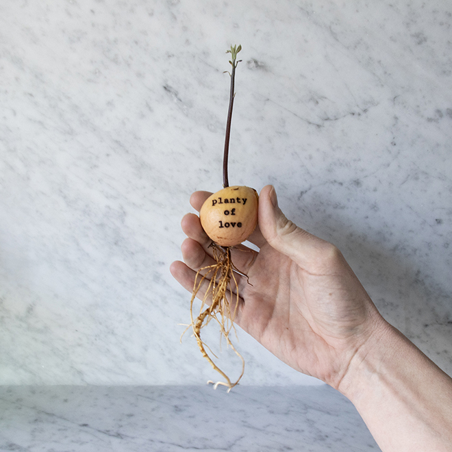 Cute avocado pit with an engraved message and its roots, by Botanopia