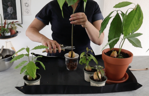 How to prune your avocado plant to encourage new growth, by avocado expert Botanopia