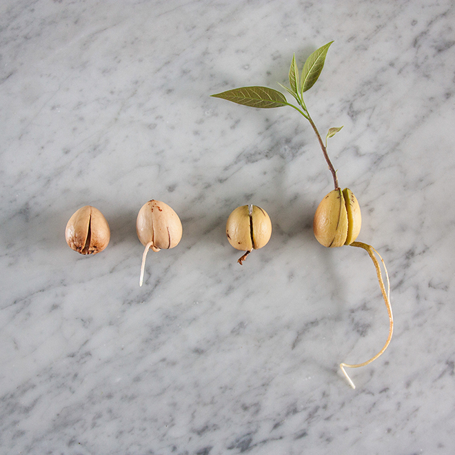 Different sizes and stages of avocado pits growing with roots and leaves, by Botanopia