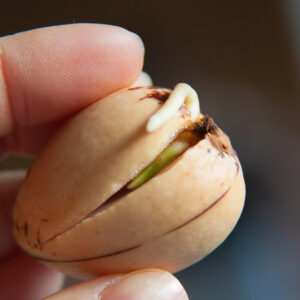 Zoom on an avocado pit during its germination process with a growing root, by Botanopia