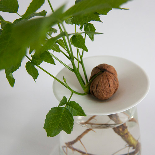sprouted walnut growing on a germination plate by Botanopia