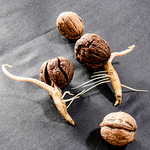 sprouted walnuts with a tap root and a young shoot by Botanopia