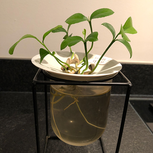 Sprout your lemon pips and citrus seeds into plants and grow them into plants