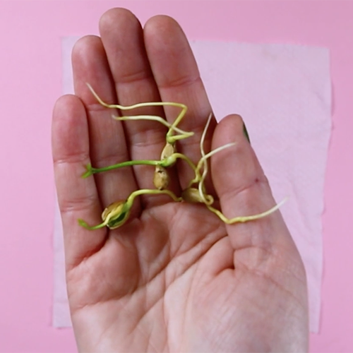 How to germinate lemon pips and citrus seeds by Botanopia