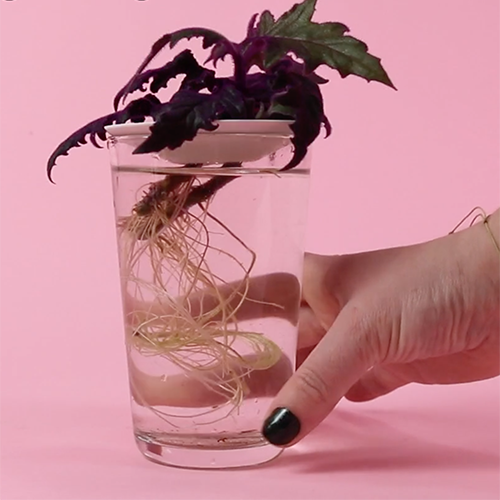 Botanopia how to propagate plant cuttings in water