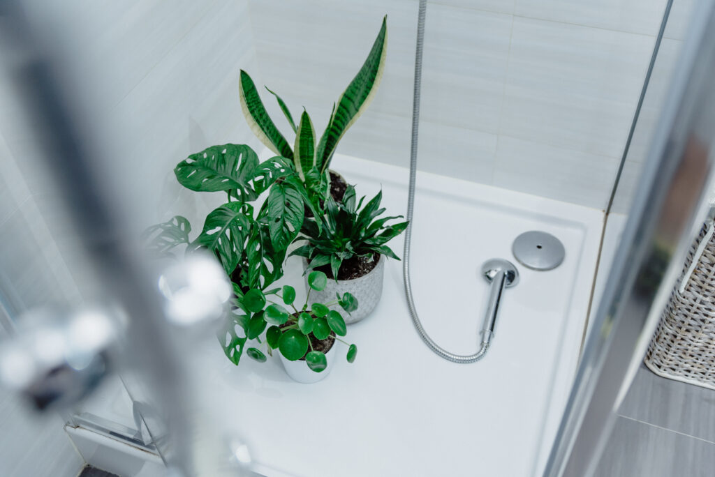 Plants gathered in a shower