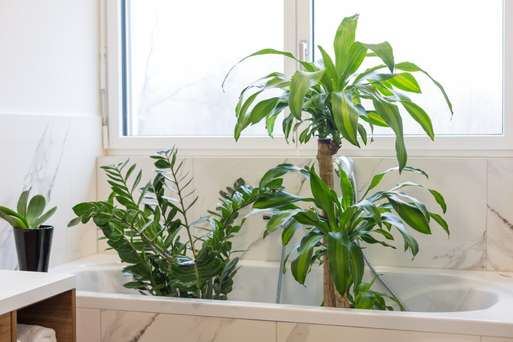 Houseplants in a bath