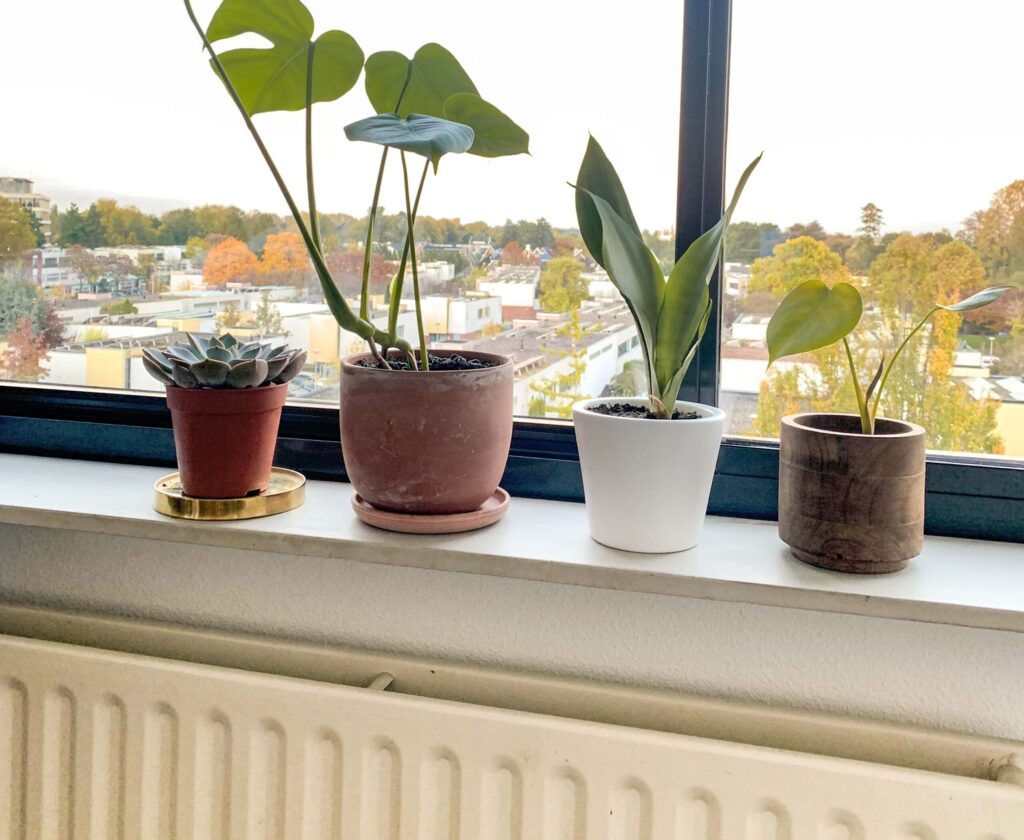 Plants on radiator