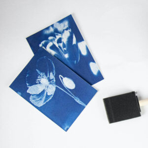 Botanopia Cyanotype prints of flowers and plants on white background
