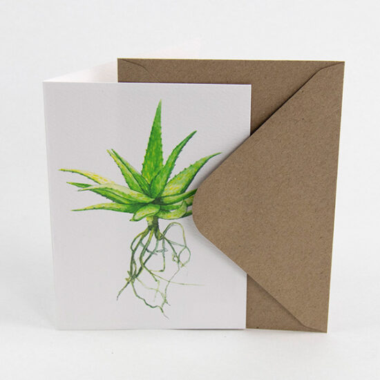 Cactus cards with enveloppe spotted aloe by Botanopia