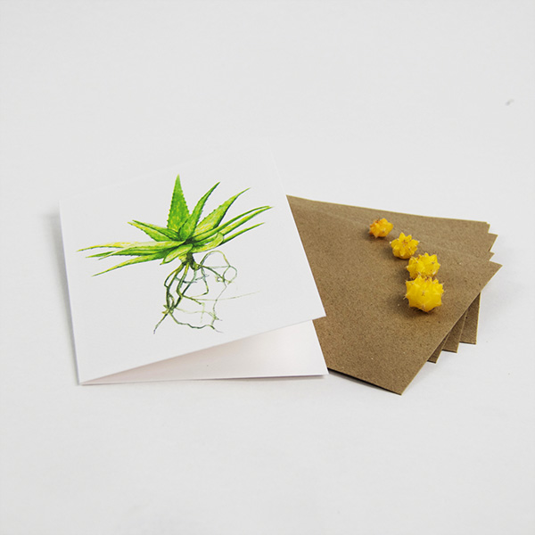 Cactus cards with enveloppe spotted aloe by Botanopia