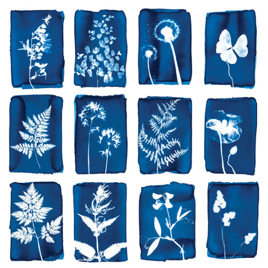 Cyanotype cards results by Botanopia