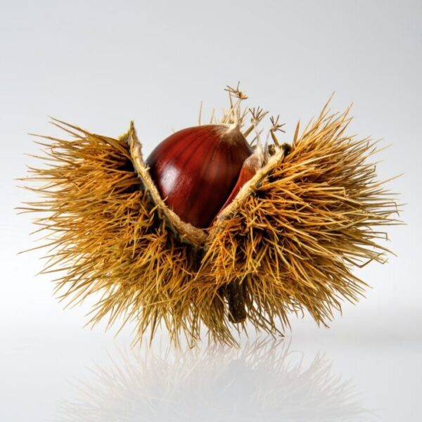 A sweet chestnut by Ricardo Gomez