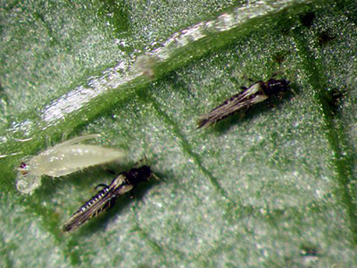 2 adults thrips and a puppa