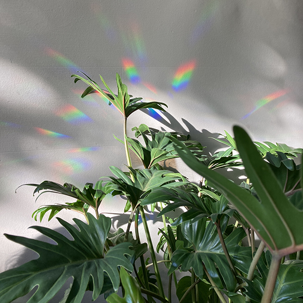 Rainbow Maker Sticker - create rainbows anywhere - Botanopia USA