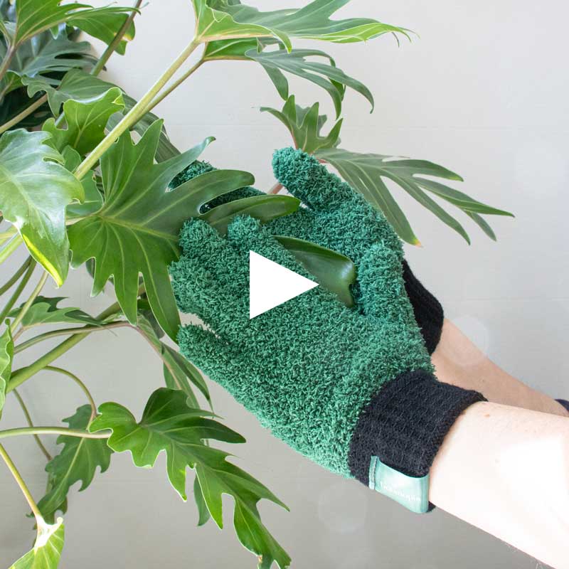 We the Wild Houseplant Leaf Cleaning Gloves - Terrain